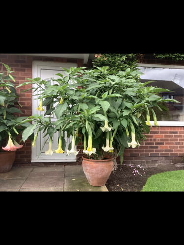 Brugmansia knightii - brugmansia,