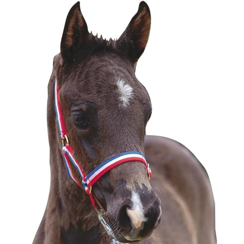 Roma foal headcollar horses - foal, |