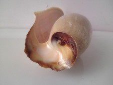 Elephant's Snout Volute Shell Cymbium glans gastropod natural seashell