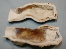 Rare Tampa Bay AGATIZED FOSSIL