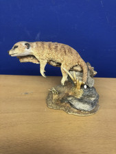 Country Artist Meerkat Katnap