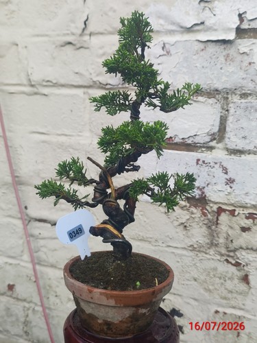 Mini juniper bonsai - mini,