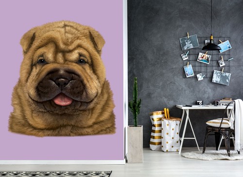 Shar pei puppy b966 - pei,