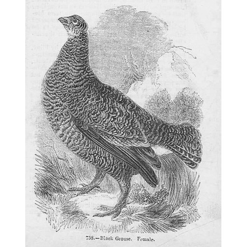 Birds female black - female,