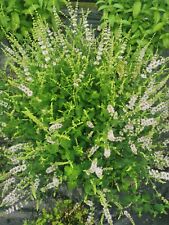 6 X Fruity Mint Plant Plugs: Orange, Apple, Strawberry, Blackcurrant, Lime +