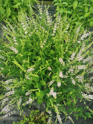 Fruity mint plant plugs - 6,