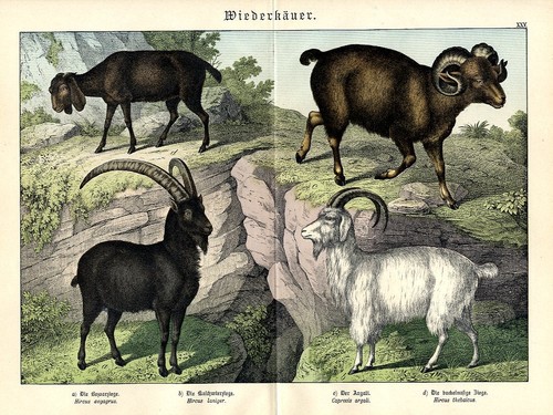 1886 schubert chromolithograph - 1886,