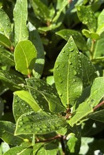 Bay Leaves  50 Fresh  Home