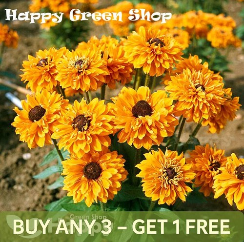 Rudbeckia flower goldilocks - flower,