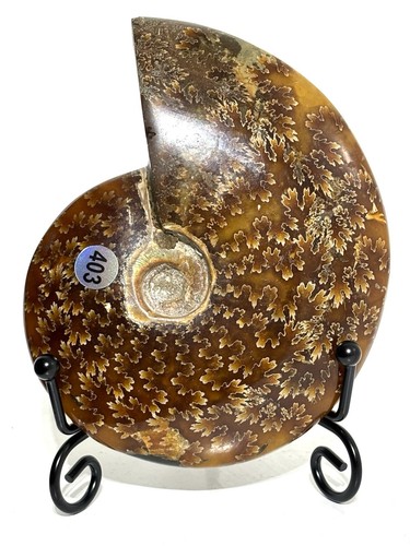 Large 5cm ammonite crystal - ammonite,