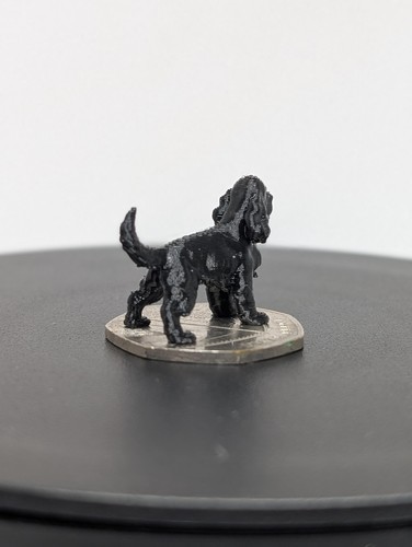 Black cocker spaniel