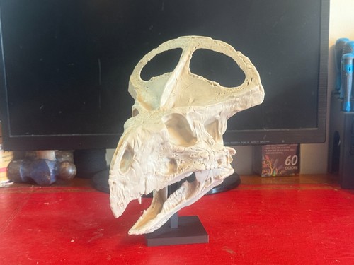 Protoceratops skull replica - protoceratops,