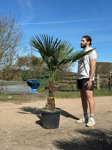 6ft hardy trachycarpus - 6ft,