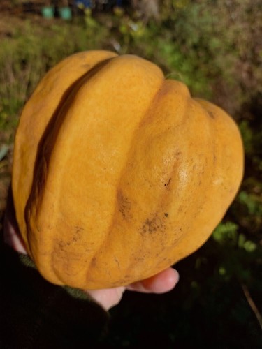 Thelma sanders sweet potato - thelma,