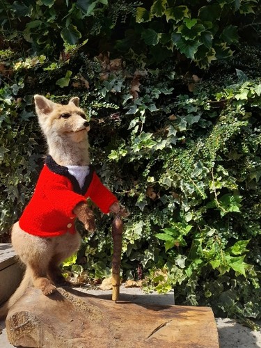 Unusual taxidermy fox cub - taxidermy,