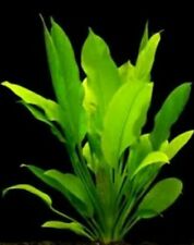 X5 Echinodorus Amazonicus