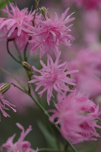 Lychnis petit jenny - jenny, double