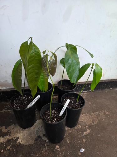 Mango plant large indian - plant, ,
