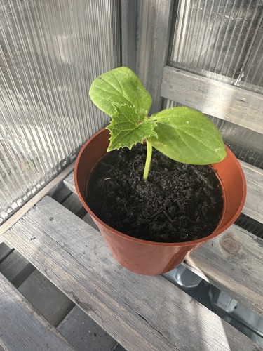Cucumber plant marketmore - plant,