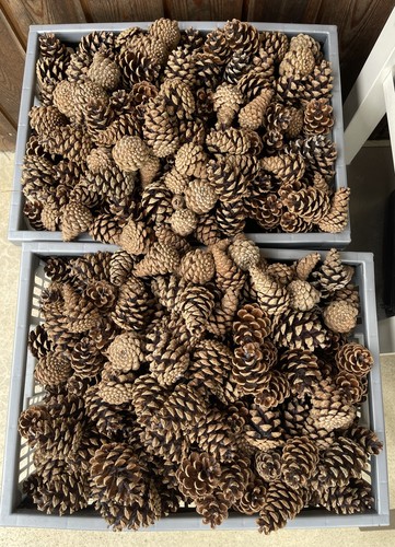 Natural pine cones - natural, –