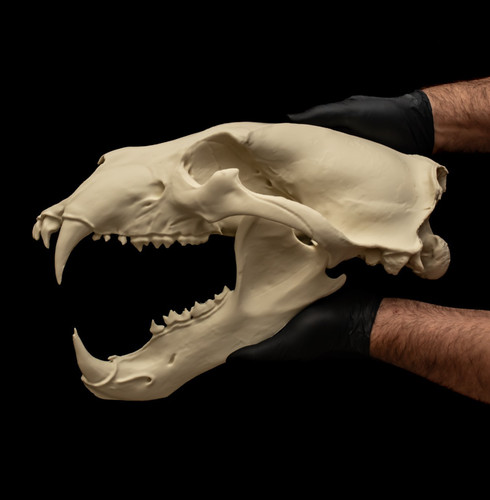 Life size polar bear - life,