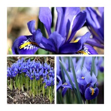 Iris Reticulata x 50 Flower