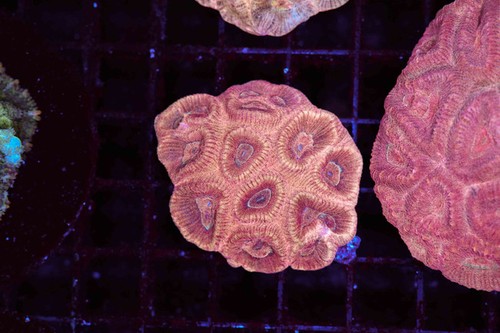 Peach meteor favia - peach,