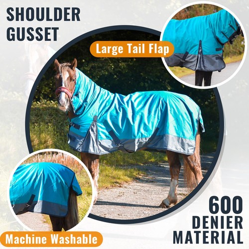 Outdoor winter turnout horse - winter,