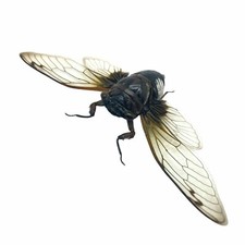 Cicada (Cryptotympana acuta)