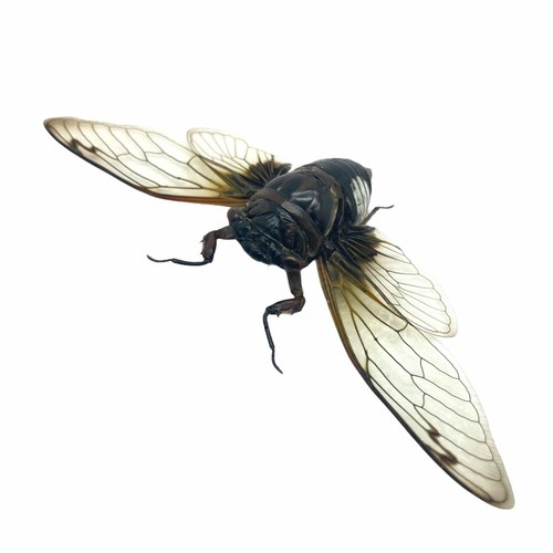 Cicada - (cryptotympana, acuta)