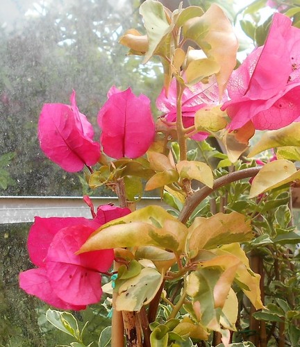 Young bougainvillea daphne - a,
