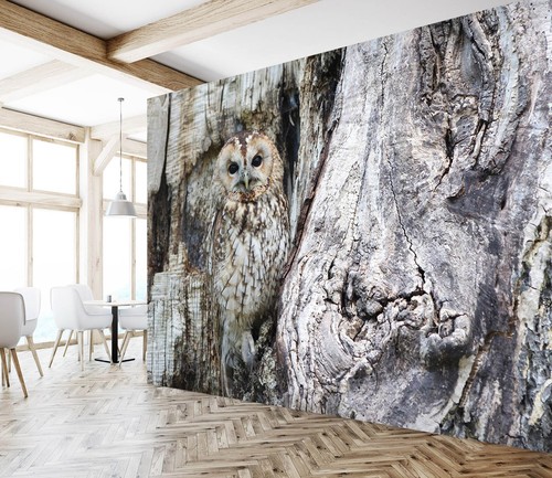Animal owl r14372 - owl,
