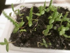 50 WHITE FRUIT  PRICKLY PEAR