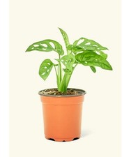 Swiss cheese plant monkey - cheese, ‘monkey