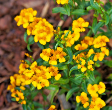 600x Mexican Tarragon Tagetes