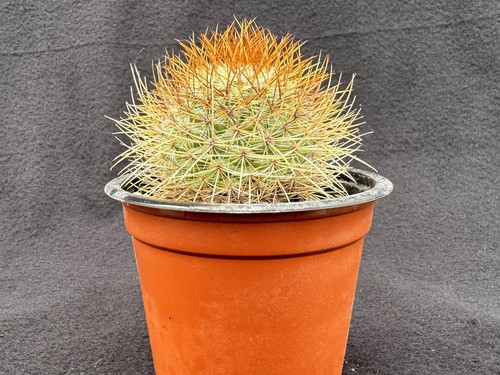 Mammillaria rhodantha the - mammillaria,