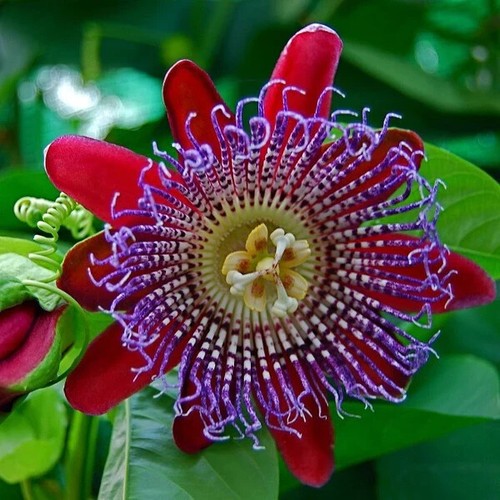 Giant granadilla passion fruit - granadilla,