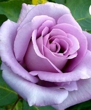 Rose Blue Moon Bare Roots