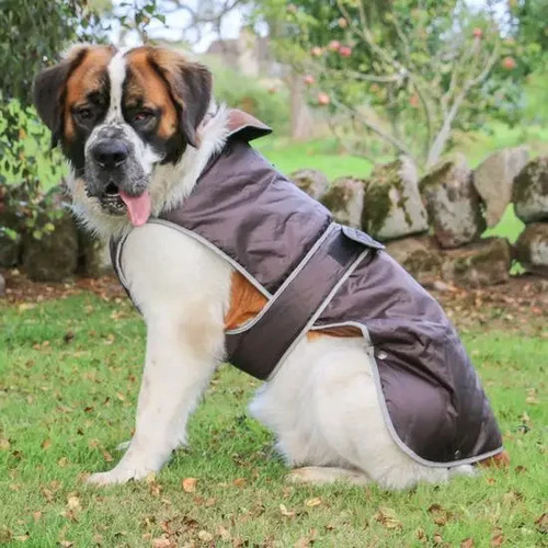 Ancol stormguard dog coat - stormguard,