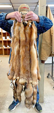 Red Fox, tanned, October