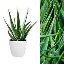 Aloe Vera Plant - Large Plant Around 30-40cm - Includes White Pot
