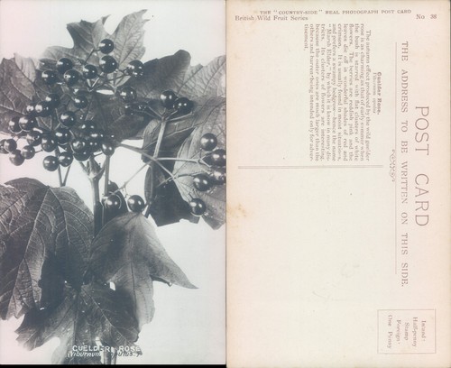 Guelder rose plant the - guelder,