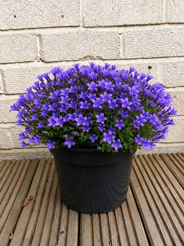 Extra large campanula - extra,