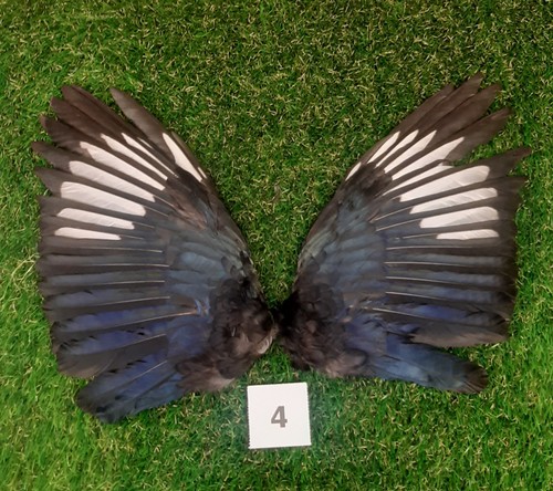 Genuine british magpie wings - british, 4