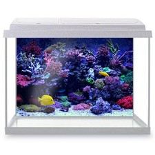 Fish Tank Background Coral