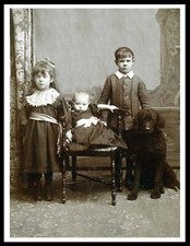 CURLY COATED RETRIEVER AND