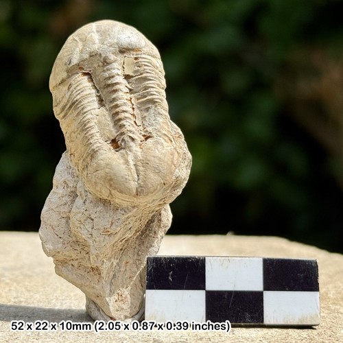 Rare ductina trilobite fossil - rare,