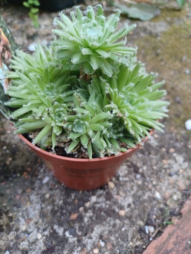 Sempervivum arachnodium fuzzy - arachnodium,