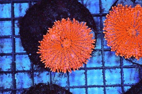 Magma ricordea mushroom - magma,