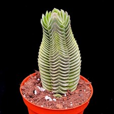 Extra Large Crassula